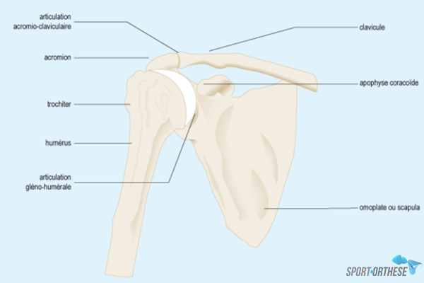 articulations épaule