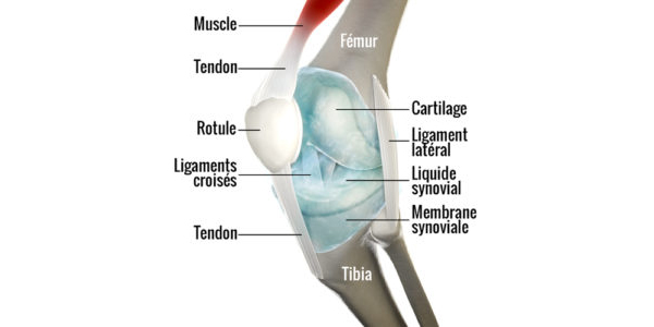 Douleur et courbatures du genou : les causes