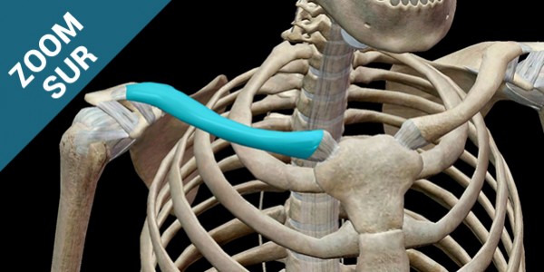 Zoom sur la fracture de la clavicule